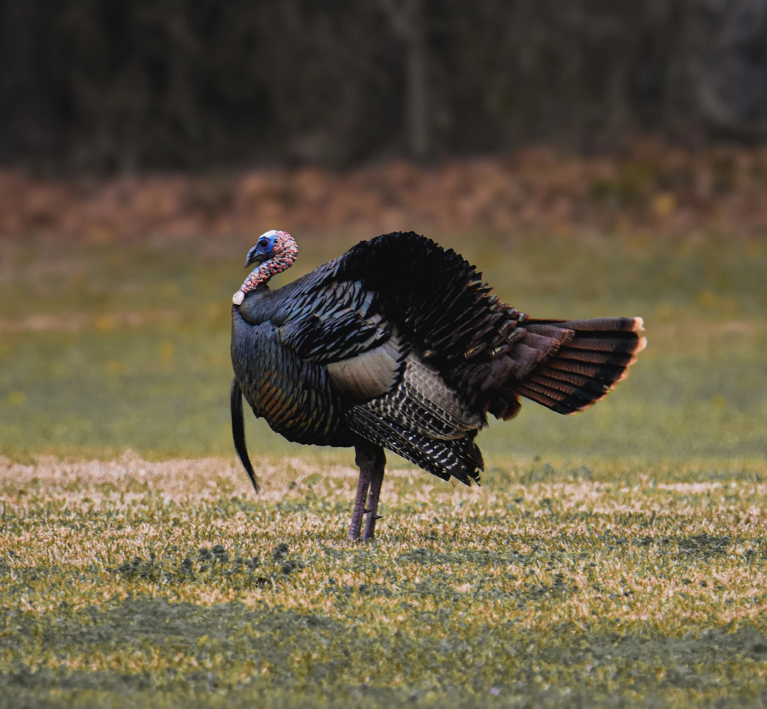 Wild turkey