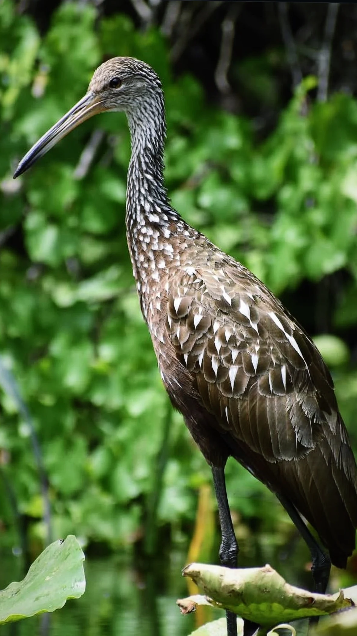 Limpkin