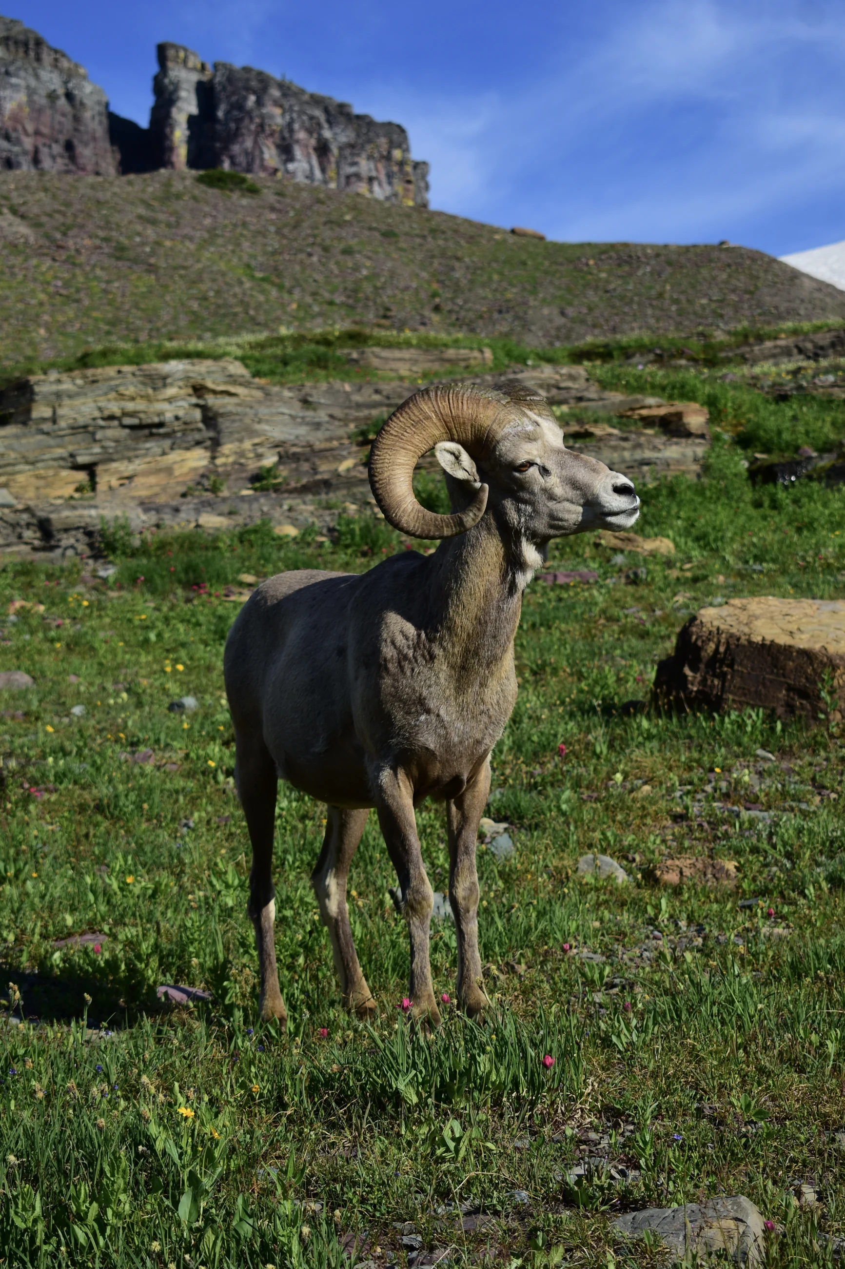 Bighorn sheep
